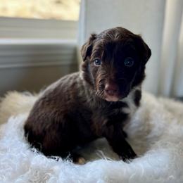 Fettuccine - Red male Bordoodle puppy in Valley Center, California from Circle R Valley Bordoodls