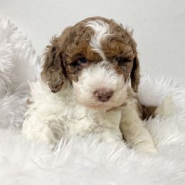 Copper is one charming fella - Red merle male Aussiedoodle puppy in Clarkston, Washington from Doodle & poodle palace