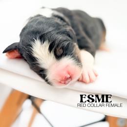 ESME - Tri-color female Bernedoodle puppy in Tipton, Indiana from Country Creek Doodles