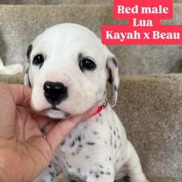 Male LUA - White and black male Dalmatian puppy in Louisa, Virginia from Dalmatian Creation LLC