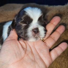 CALLIOPE - Chocolate female Shih Tzu puppy in Los Banos And Bay Area, California from Shantii's Shih Tzu's