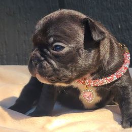 Purple Collar - Brindle and white female French Bulldog puppy in Puyallup, Washington from Ohana Bulldogs PNW