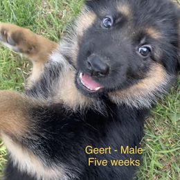 "Geert - 5 Week Old Male" German Shepherd Puppies from Von Falkenberg German Shepherds