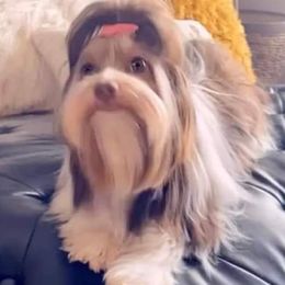 Hen - Yorkshire Terrier