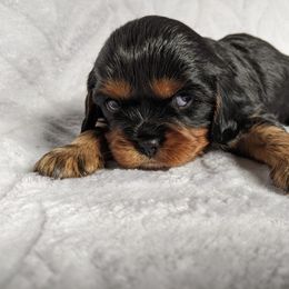 Cavalier King Charles Spaniel Puppies from Charleston Cavaliers