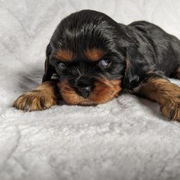 Cavalier King Charles Spaniel Puppies from Charleston Cavaliers
