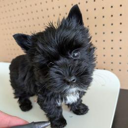 Essex - Parti male Yorkshire Terrier puppy in Gatesville, Texas from KontryKritterz Yorkies