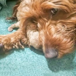 Fidget - Goldendoodle