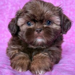 Caramel - Liver female Shih Tzu puppy in Shawnee, Oklahoma from Black Velvet Shih Tzu