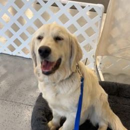 JoJo - Golden Retriever