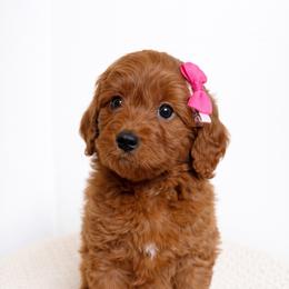 Mellie - Red  female Goldendoodle puppy in Amery, Wisconsin from Cornerstone Retrievers