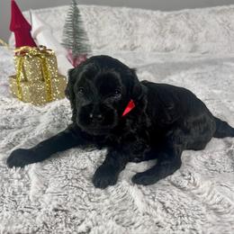 Alan - male Aussiedoodle puppy in Utica, Ohio from Poodle Me Crazy