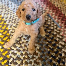 Kit Kat - Apricot male Poodle puppy in St. Johnsbury, Vermont from Poodles of the Northern Woods