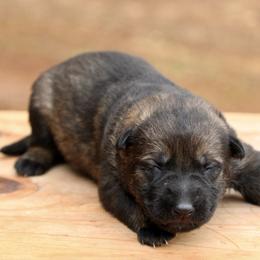 Sable female-2 - Sable female German Shepherd puppy in Cumming, Georgia from Cainedelup