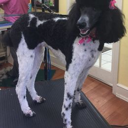 Poodle All Grown Up from KB Blue Sky Farm