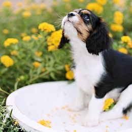 Cavalier King Charles Spaniel and Cavapoo Puppies from Catella Cavaliers and Cavapoos
