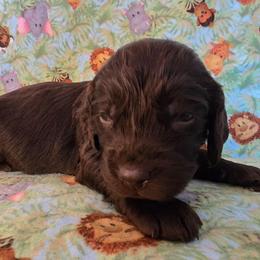 Green - Liver male Boykin Spaniel puppy in Midland, Michigan from Ives Heritage Homestead