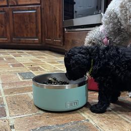 Poodle Puppies from Royal Dixie Poodles