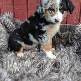 Australian Shepherd Puppies from Rockin' Aussies