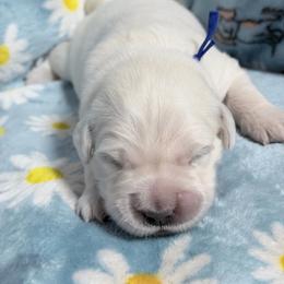 Blue - Light golden female Golden Retriever puppy in Tylertown, Mississippi from Southern Paws, LLC