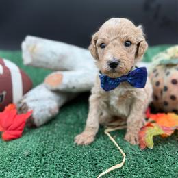Davis - Apricot male Goldendoodle puppy in Willacoochee, Georgia from Kitandkboodle's Doodles