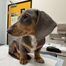 Zipper - Dachshund