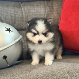 Ariya's boy 4 - Black and white male Pomsky puppy in Enid, Oklahoma from Mile Hi Pomskies