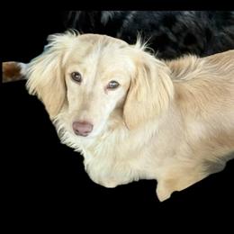 Rowan - Dachshund
