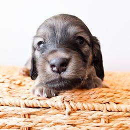 Rocky 3750 - Cream male Dachshund puppy in Sylvania, Alabama from Yancey’s Doxies