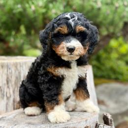 Jaq (Orange Collar) - Tri-color male Bernedoodle puppy in Stanwood, Washington from Butter Cup Pups and Paws