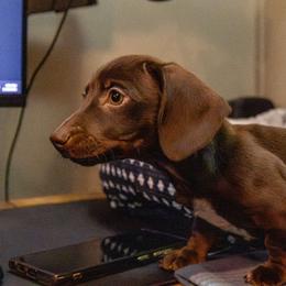 Holly - Chocolate female Dachshund puppy in Maynardville, Tennessee from Grecian Kennel