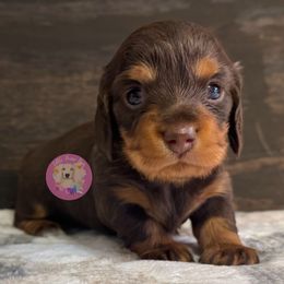 Miss Doe - Chocolate and tan female Dachshund puppy in Dothan, Alabama from Little House Pups