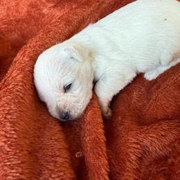 Benny - White male Miniature Schnauzer puppy in Ferndale, Washington from Blackhorse Schnauzers Washington state