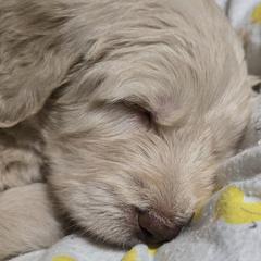 Golden Mountain Doodles from Ottie's Angels