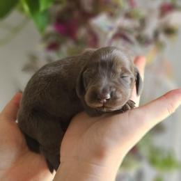 Ashoka- AKC - Blue and tan female Dachshund puppy in Loganville, Georgia from Royal Dackel Haus