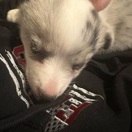 Lilith - Pembroke Welsh Corgi