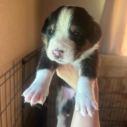 Boy 5 - Black, white and red male Greater Swiss Mountain Dog puppy in Lower Burrell, Pennsylvania from Polyanna’s GSMD