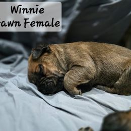 Girl 3 - Red female Cane Corso puppy in Sandia, Texas from OneTime Cane Corso