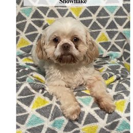 Snowflake - Shih Tzu