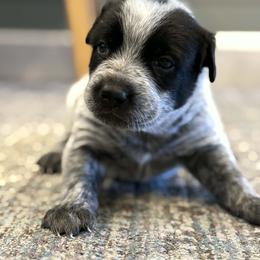 Blue - Blue speckled male Australian Cattle Dog puppy in Marana, Arizona from Impact 3rd Australian Cattle Dogs