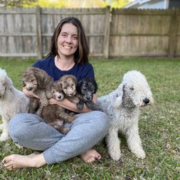 Bedlington Terrier Puppies from Kadence Kennels