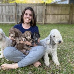 Bedlington Terrier Puppies from Kadence Kennels