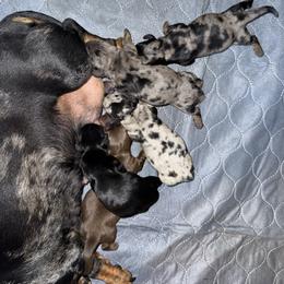 Dapple 1 - Dapple male Dachshund puppy in Magnolia, Texas from J&R Macias Dachshunds