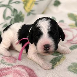 AKC Poppy (Magenta Collar) - Parti female Poodle puppy in Surprise, Arizona from Gentle Paw Goldendoodles