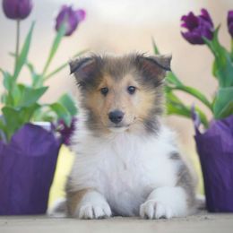 Yeti - Sable Collie puppy in Virginia from Blackberry Hills Cattle dogs and Collies