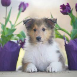 Yeti - Sable Collie puppy in Virginia from Blackberry Hills Cattle dogs and Collies
