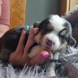 Lavender - Black and tan female Pembroke Welsh Corgi puppy in Fortine, Montana from North Star Pembroke Welsh Corgi's