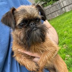 Rose - Brussels Griffon