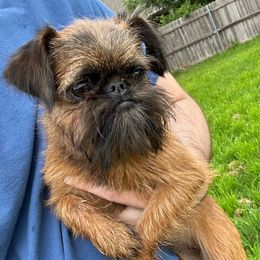 Rose - Brussels Griffon
