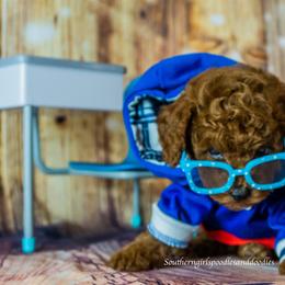 Poodle Puppies from Southern Girls Poodles